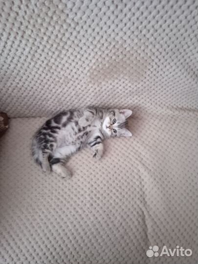 Шотландская