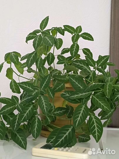 Комнатные цветы, Руэлия