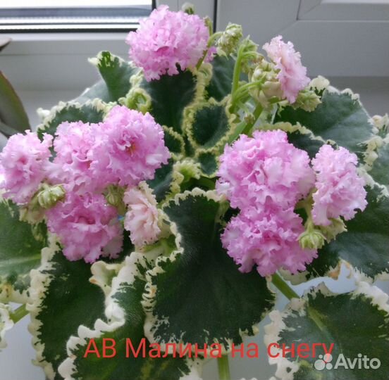 Детки сортовых фиалок