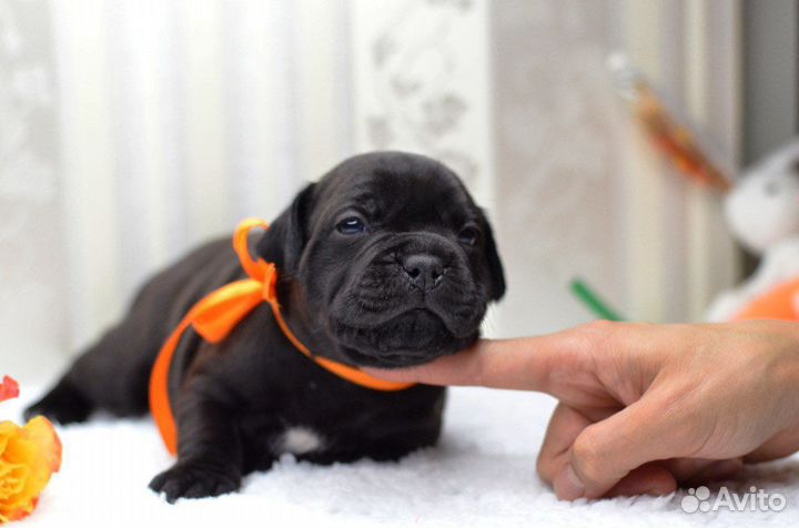 Щенки стаффордширского бультерьера Стаффи Фэмили