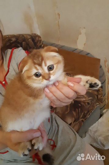 Шотландские вислоухие котята золотая шиншилла