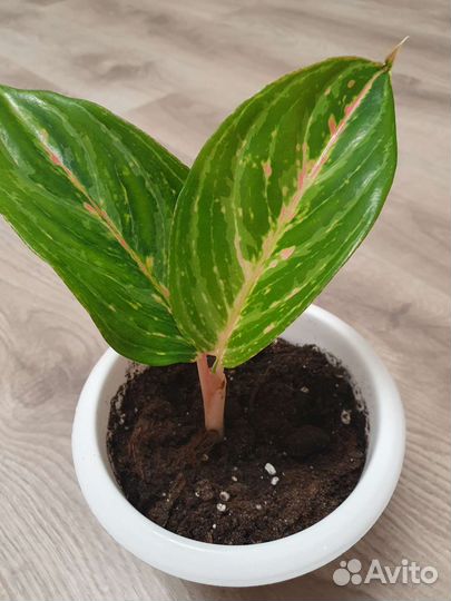 Аглаонема батерфляй