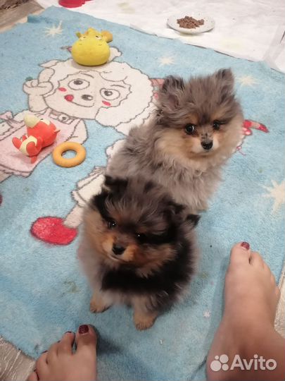 Немецкий шпиц девочка