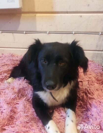 Собака в дар в добрые руки