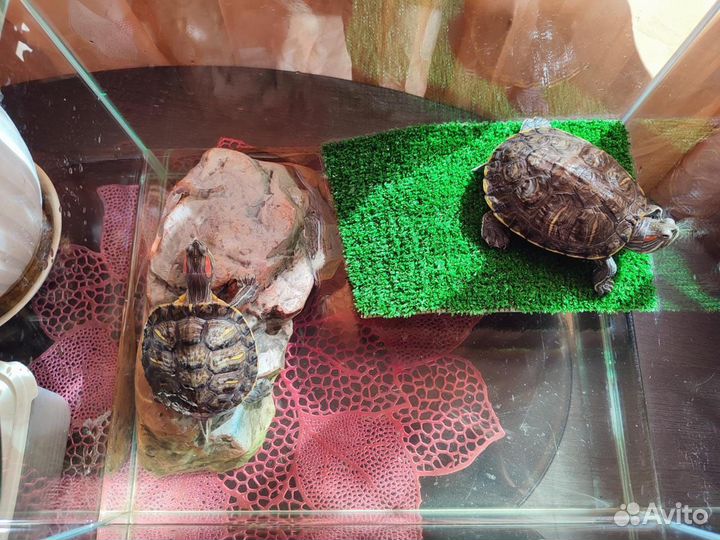 Продаю акавариум черепах без платно