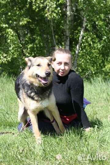 Трой пес из приюта, спаси его