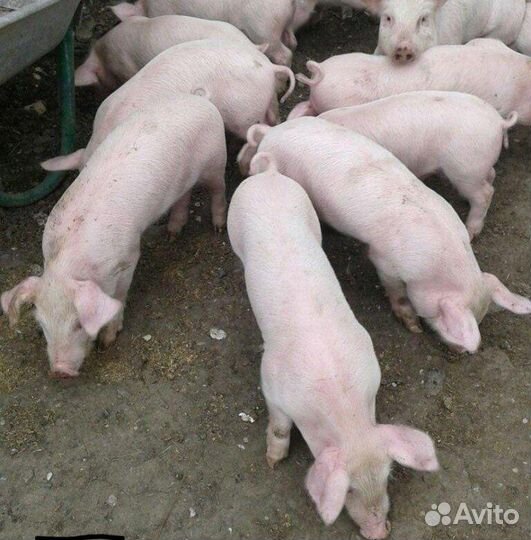 Поросята (кб-ландрас) +дюрок