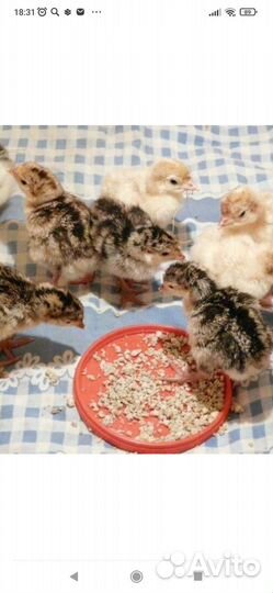 Индюшата домашние