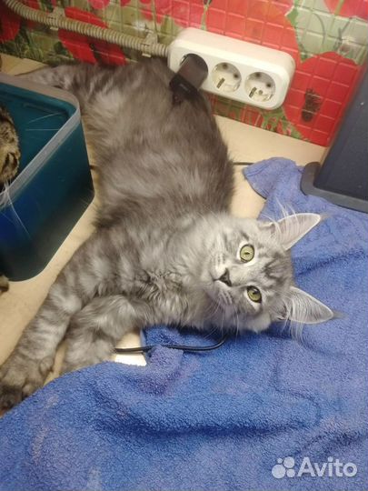 Котята майкун