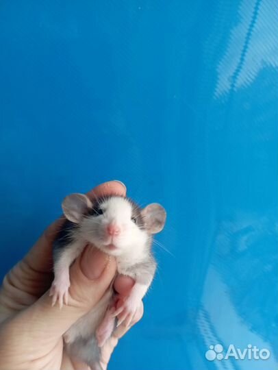 Крысята, крыса Дамбо, стандарт, Хаски и др