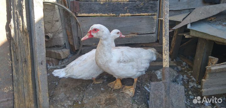 Селезень индоутки