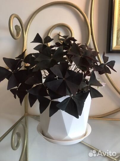 Оксалис Эбони Алюр кислица корейская сортовая