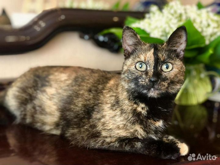 Черепаховая красавица Ксюша