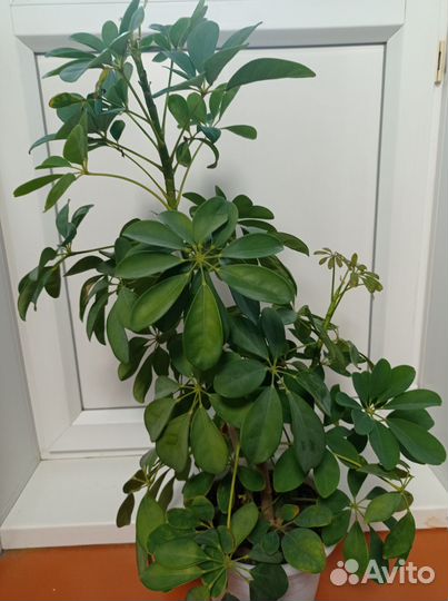 Комнатные цветы