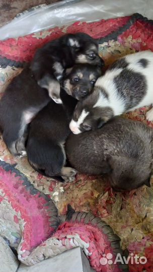 Отдам щенков в добрые руки бесплатно