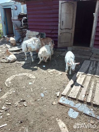 Козы дойные, козел, козочки,козлята