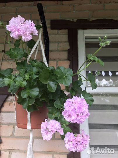 Плющелистная пеларгония (герань, ампельная)