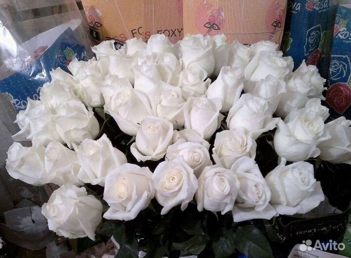 101 роза цветы букеты доставка 25 51 101 роза