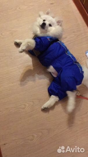 Собачья шерсть пух