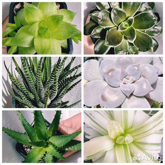 Суккулент взрослые эхиверия хавортия граптопеталум