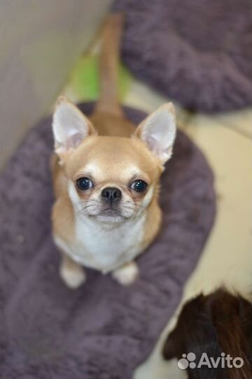 Чихуахуа кобели
