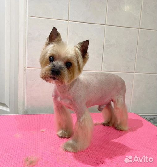 Груминг собак всех пород