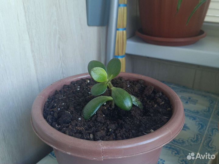 Комнатные цветы