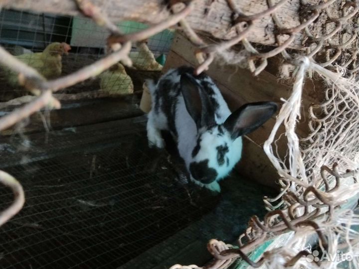 Кролик немецкий пестрый строкач