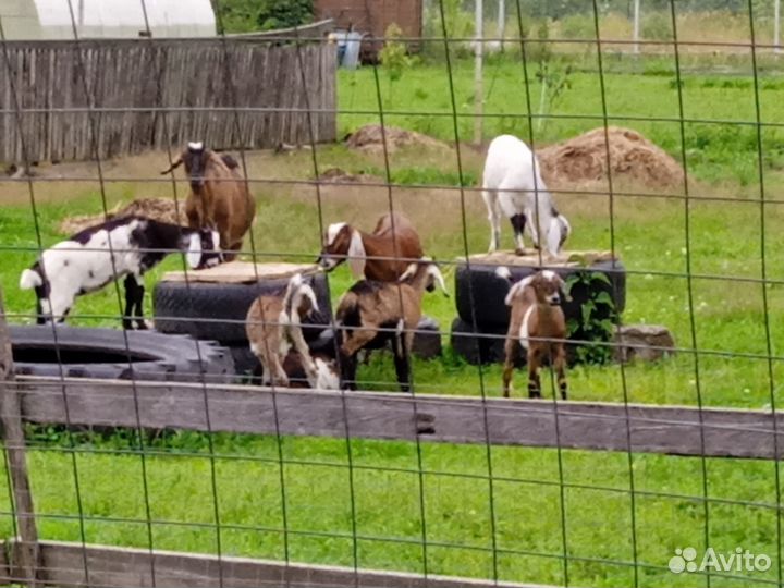 Козы нубийские котные, доиные, козочки