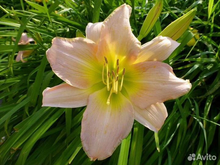 Лилейник розовый