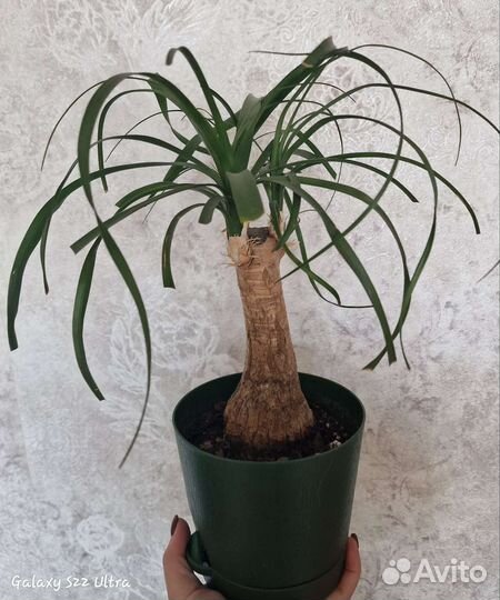 Бутылочное дерево нолина