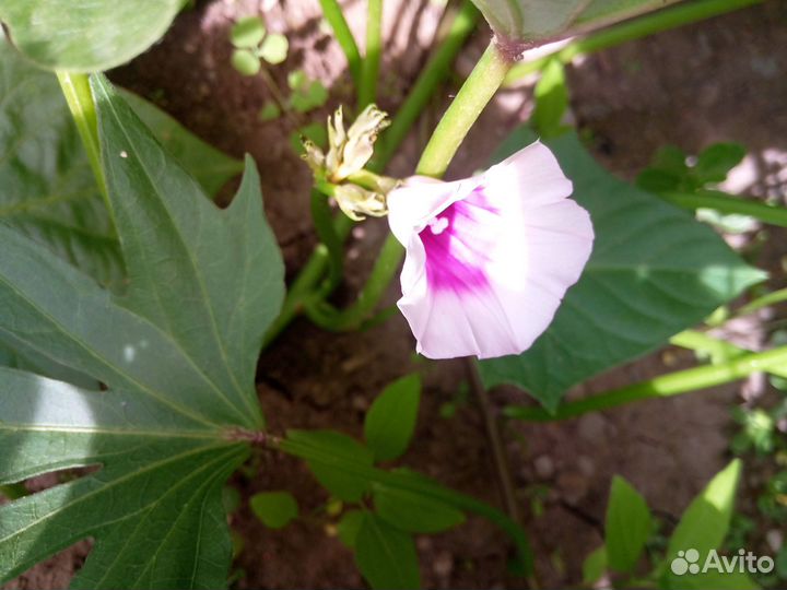 Черенки батата