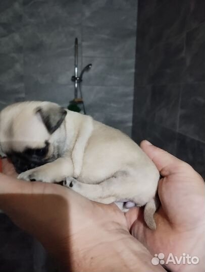 Щенки мопса