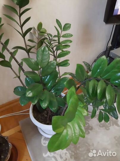 Замиокулькас