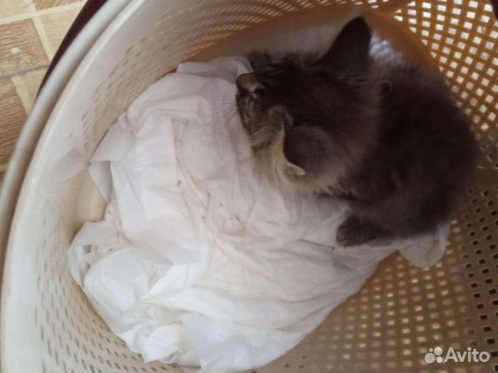 Котёнок в дар