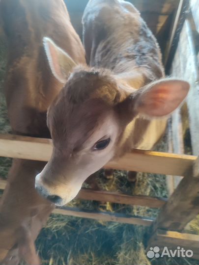 Телочка 2 месяца