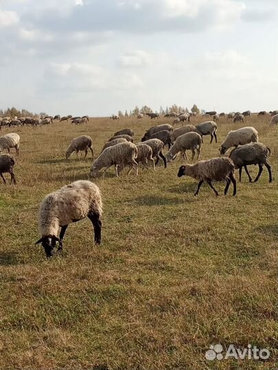 Овцы, бараны, матки, ягнята