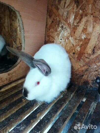 Калифорнийские кролики и белый паннон