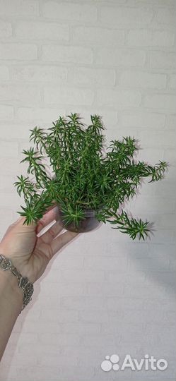 Седум Мексиканум в горшке 0.3 л