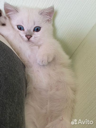 Британская серебристая шиншилла котята
