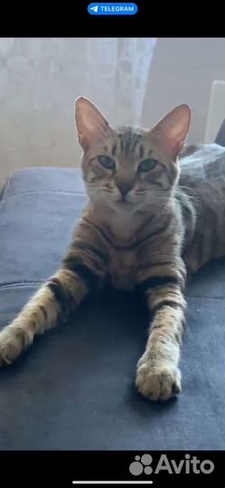 Кошечка бенгал