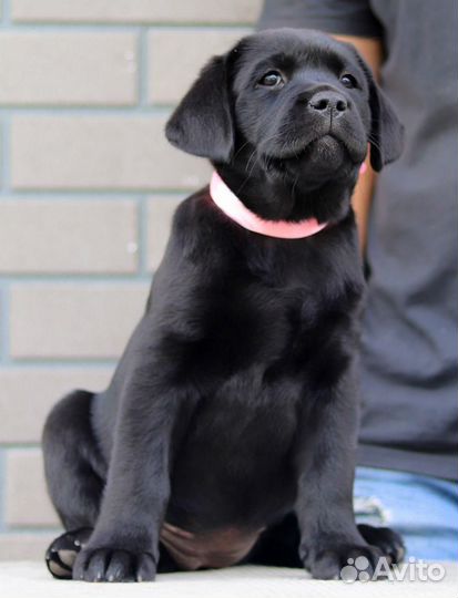 Щенки Лабрадора ретривера