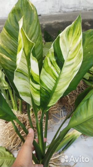 Спатифиллум Курли Вайт