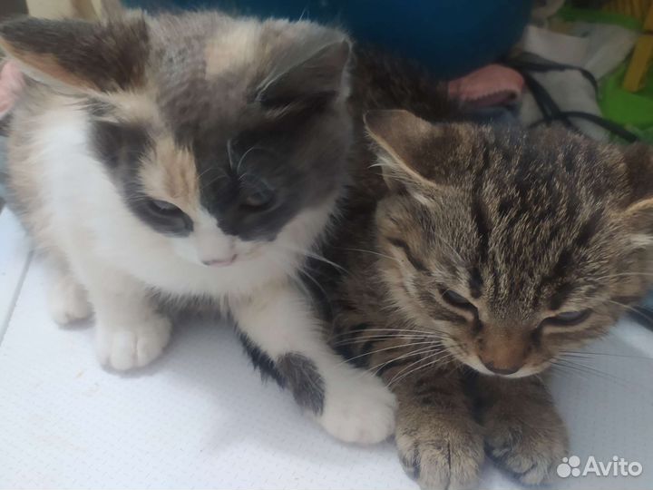 Кошка в дар бесплатно