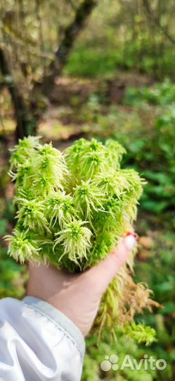 Мох сфагнум живой