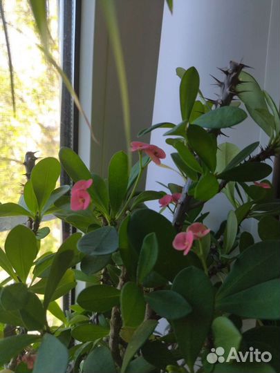 Цветы. Инжир самоплодный домашний и другие