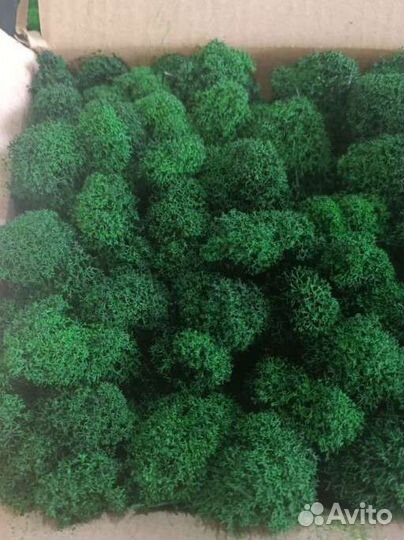 Мох стабилизированный