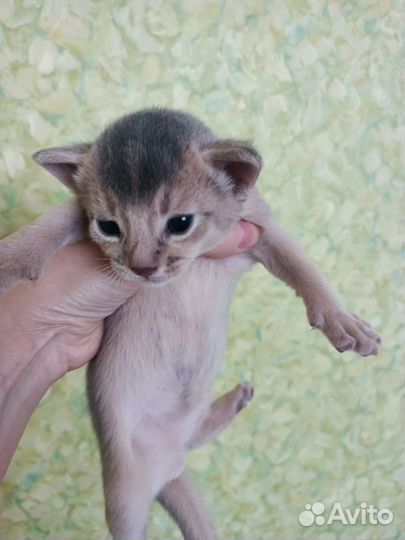 Абиссинские котята