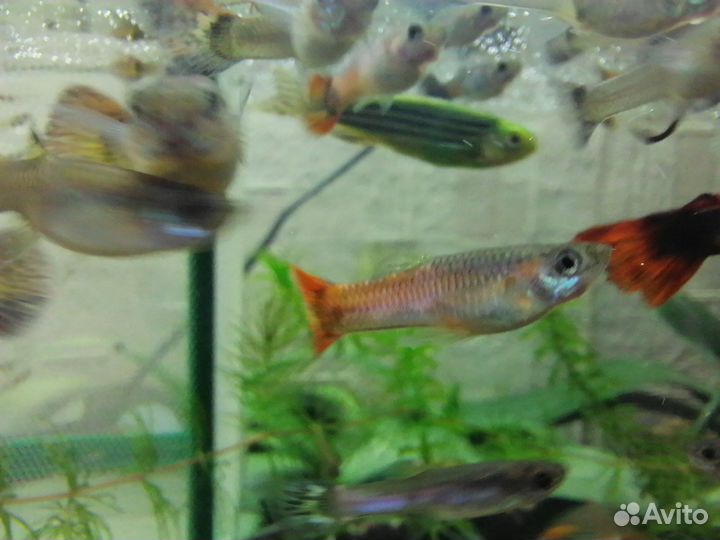 Гуппи ассорти