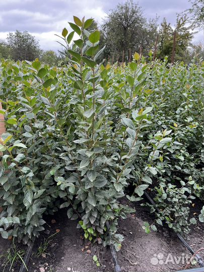 Кизильник блестящий